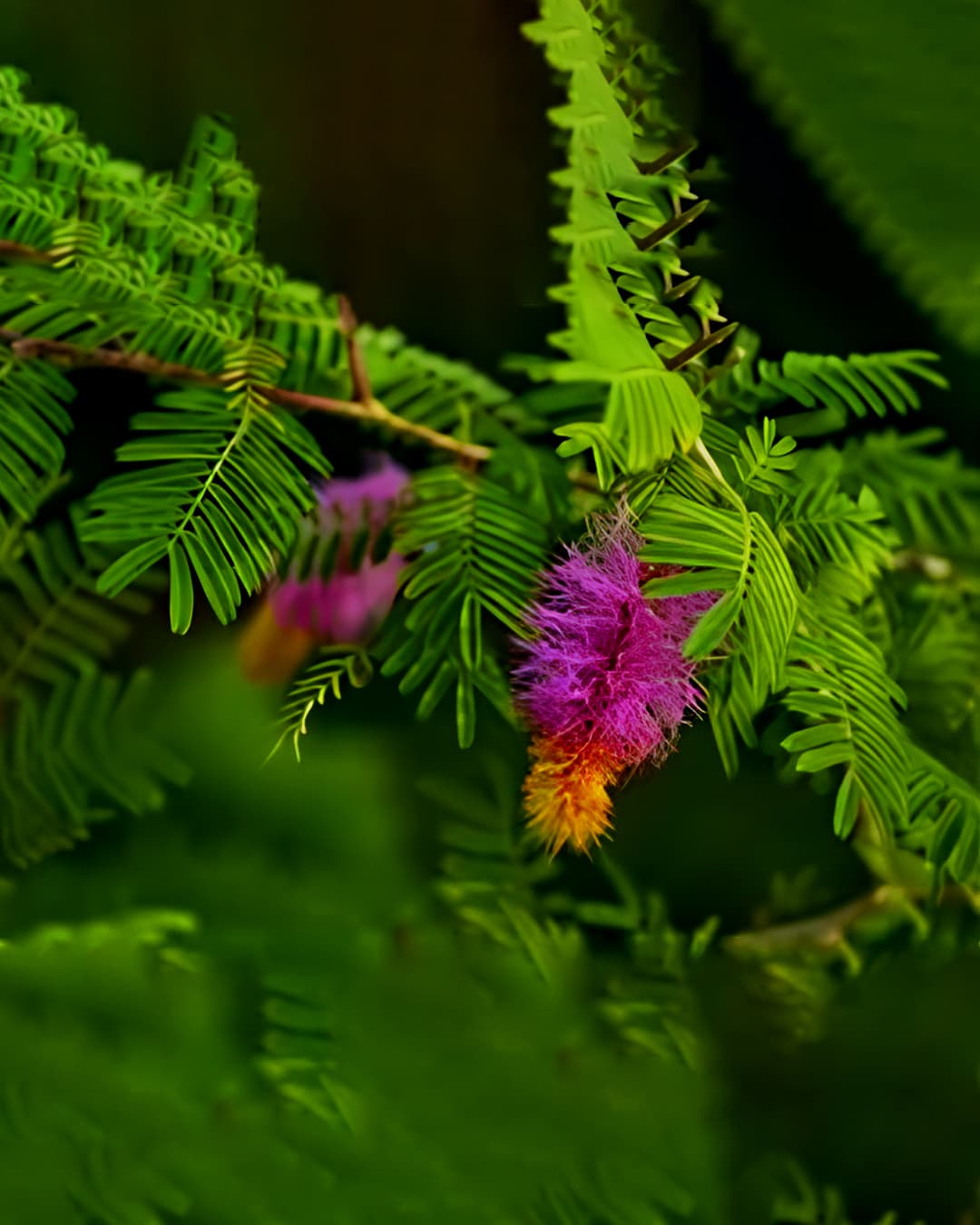 Sri Satyadeva Nursery
