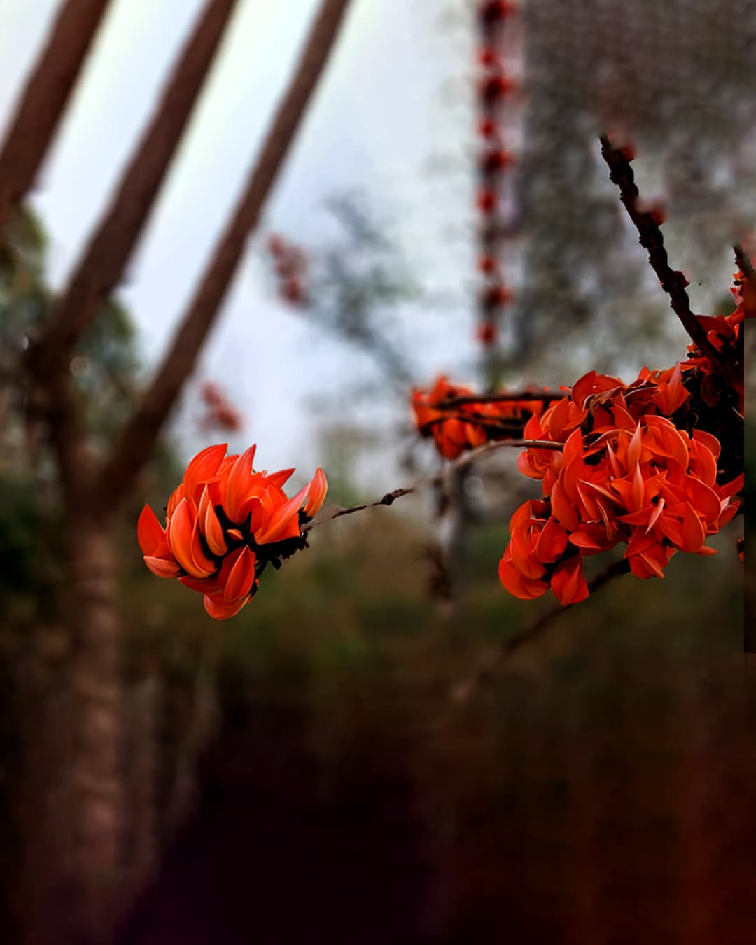 Sri Satyadeva Nursery