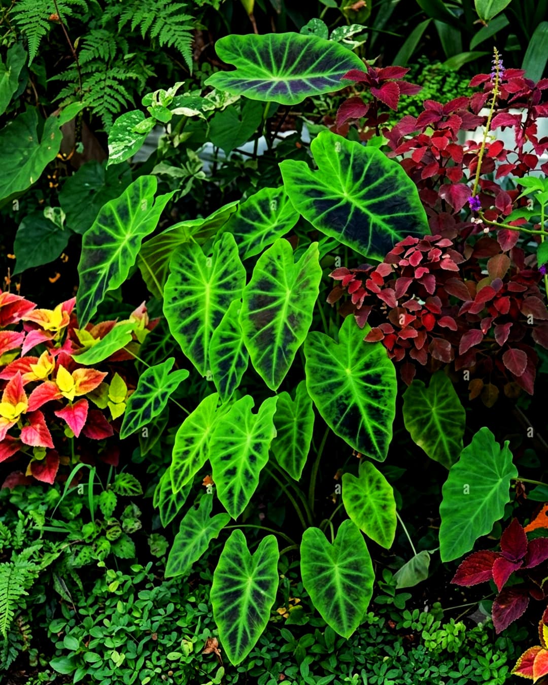 Sri Satyadeva Nursery