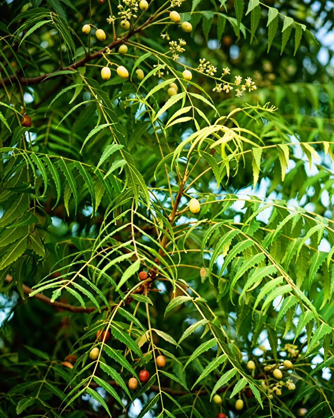 Sri Satyadeva Nursery