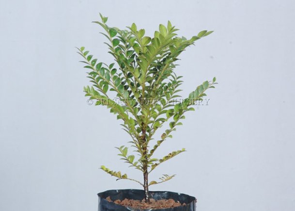 Jacaranda Mimosifolia