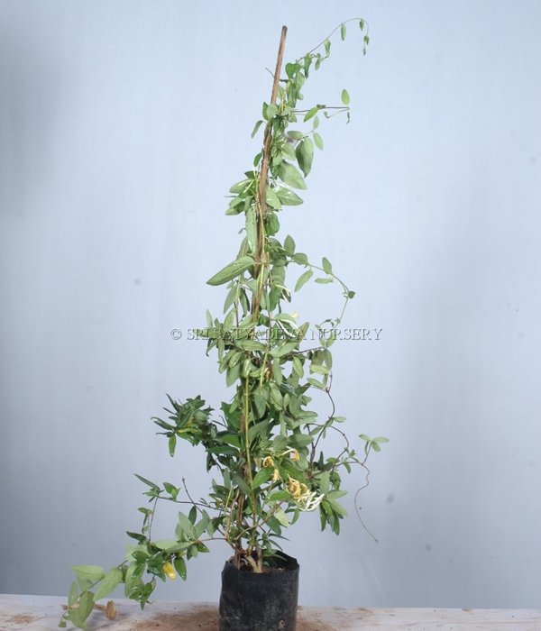 Lonicera Japonica Caprifoliaceae