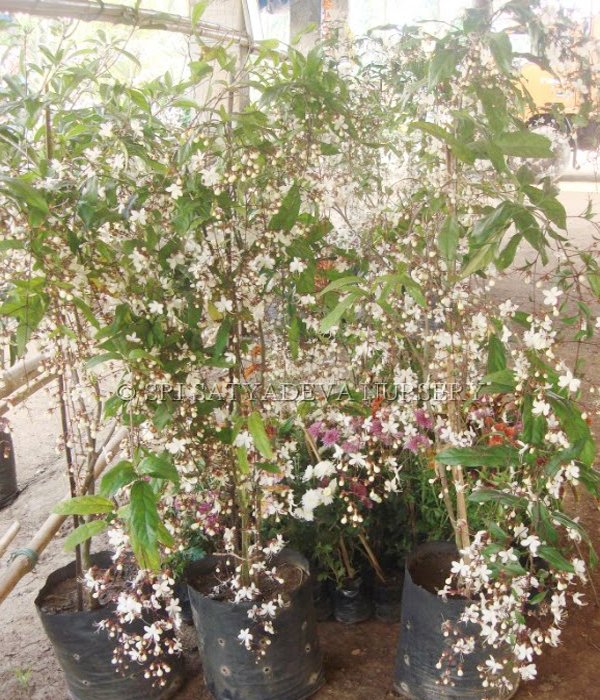 Philodendron Walchi