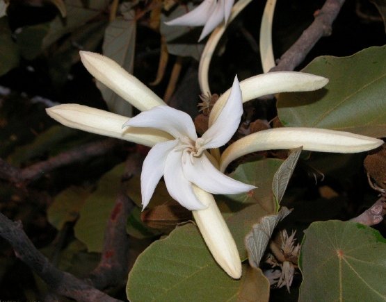 Pterospermum Acerifolium 