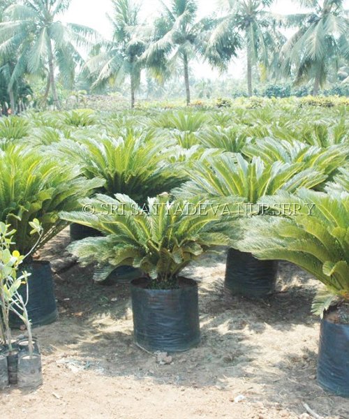 Cycas Revoluta Cycadaceae Palm