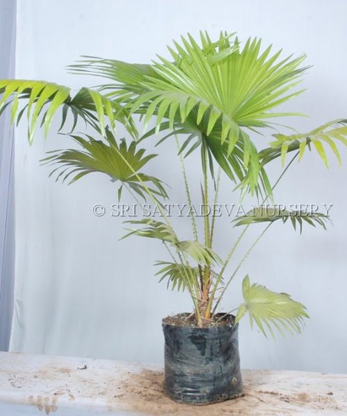 Livingstonia Chinensis Chinese Fan Palm