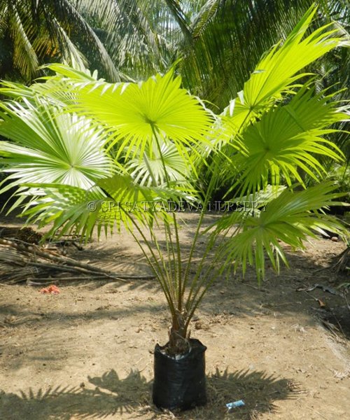 Table Palm