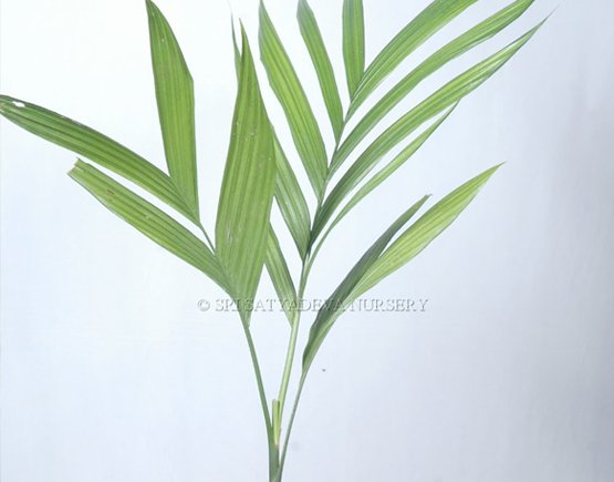 Areca Catechu Areca Palm