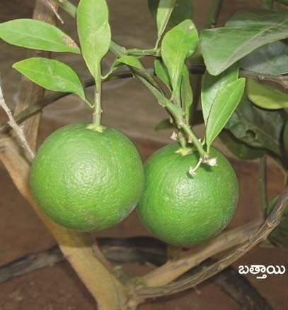 Mosambi - srisatyadevanursery